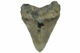 Serrated, Fossil Megalodon Tooth - North Carolina #295255-1